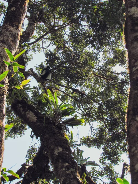 Lemur Catta Cola Anillada Rama Del Árbol Hábitat Natural Madagascar — Foto de Stock