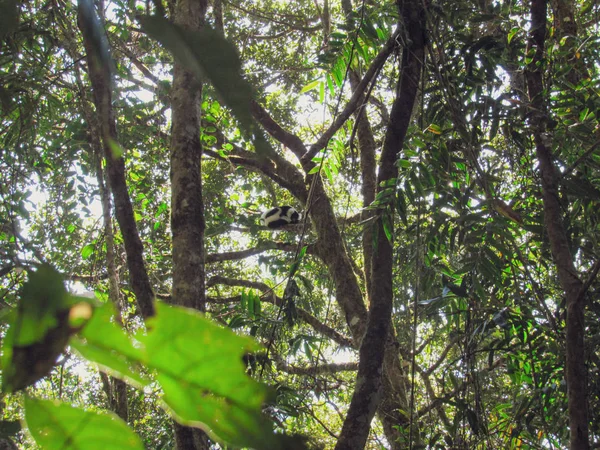 Madagaskar Daki Ranomafana Ulusal Parkı Ndaki Ormanda Doğal Sonbahar Mevsiminde — Stok fotoğraf