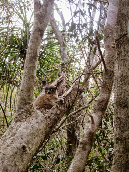 Ringelschwanz Lemurenkatze Auf Dem Ast Seinem Natürlichen Lebensraum Madagaskar — Stockfoto