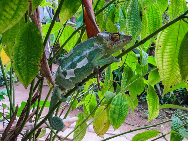 Pantera Variopinta Chameleon Furcifer Pardalis Madagascar — Foto Stock