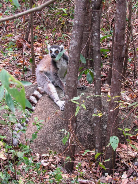 Lémurien Queue Cerclée Sur Branche Arbre Son Habitat Naturel Madagascar — Photo