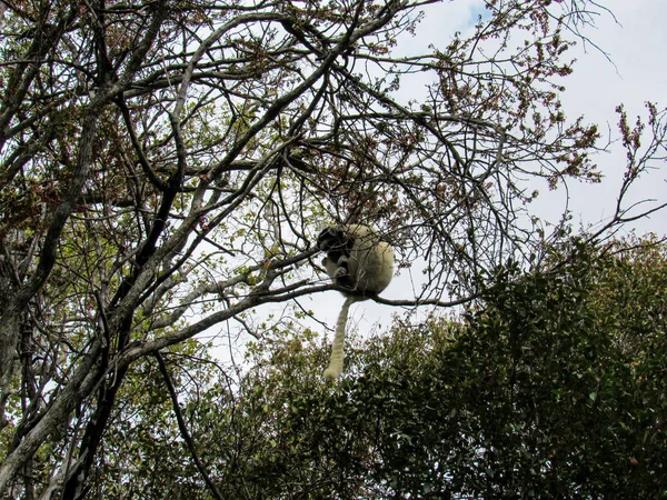 Lemur Catta Cola Anillada Rama Del Árbol Hábitat Natural Madagascar — Foto de Stock