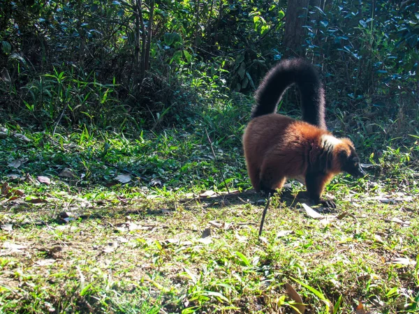 Ring Ουρά Lemur Catta Στο Κλαδί Του Δέντρου Στο Φυσικό — Φωτογραφία Αρχείου
