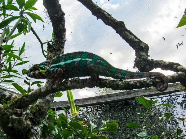 Colorful Panther Chameleon Furcifer Pardalis Мадагаскаре — стоковое фото