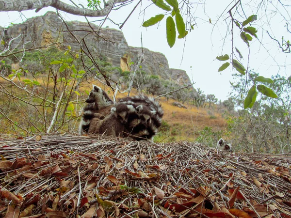 Lemur Catta Gałęzi Drzewa Swoim Naturalnym Środowisku Madagaskarze — Zdjęcie stockowe
