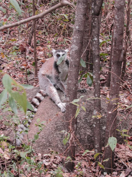 Lémurien Queue Cerclée Sur Branche Arbre Son Habitat Naturel Madagascar — Photo
