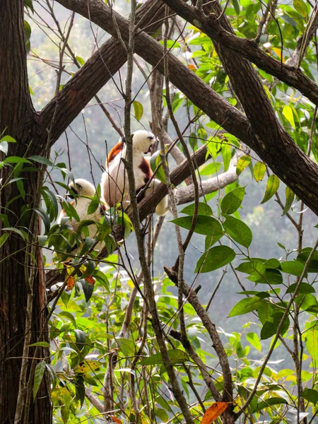 Ring Achtervolgd Maki Hun Natuurlijke Groene Habitat Madagaskar — Stockfoto