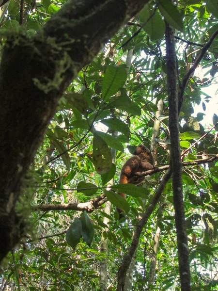 Lemur Cola Anillada Hábitat Verde Natural Madagascar — Foto de Stock