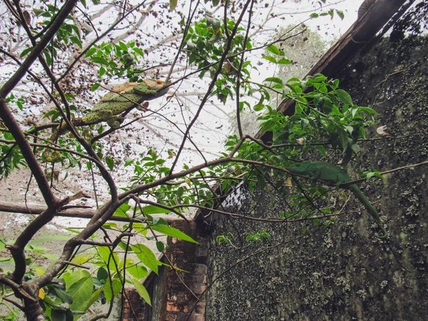 Madagaskar Renkli Panter Bukalemunu Furcifer Pardalis — Stok fotoğraf