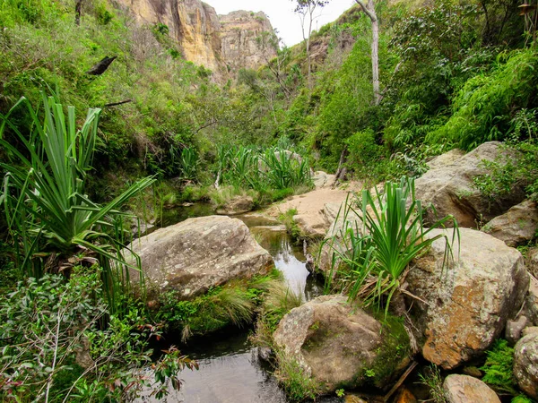 Zielone Siedlisko Przyrodnicze Rzece Tsiribihina Madagaskarze — Zdjęcie stockowe