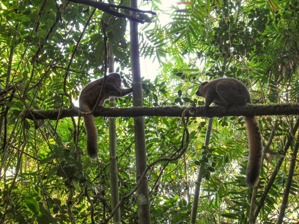 Pierścień Śledził Lemur Ich Naturalnym Zielonym Środowisku Madagaskarze — Zdjęcie stockowe