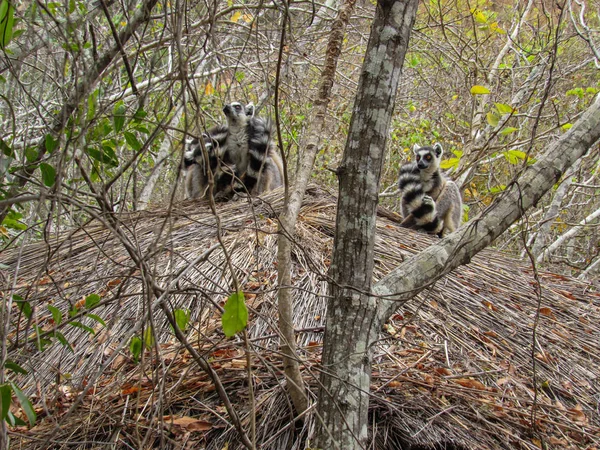 Ringschwanzmaki Ihrem Natürlichen Grünen Lebensraum Madagaskar — Stockfoto