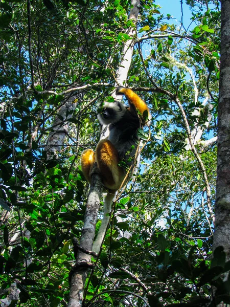 Ring Achtervolgd Maki Hun Natuurlijke Groene Habitat Madagaskar — Stockfoto