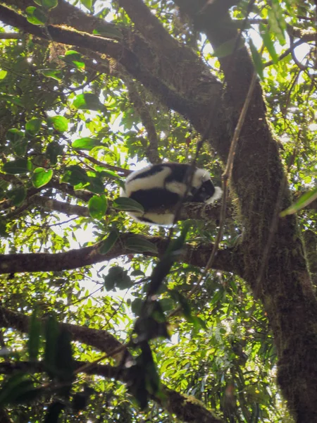 Δαχτυλίδι Ουρά Lemur Στο Φυσικό Πράσινο Περιβάλλον Τους Στη Μαδαγασκάρη — Φωτογραφία Αρχείου