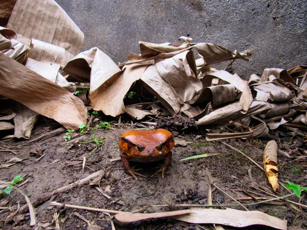 Rajčatová Žába Jeho Přirozeném Prostředí Madagaskaru — Stock fotografie