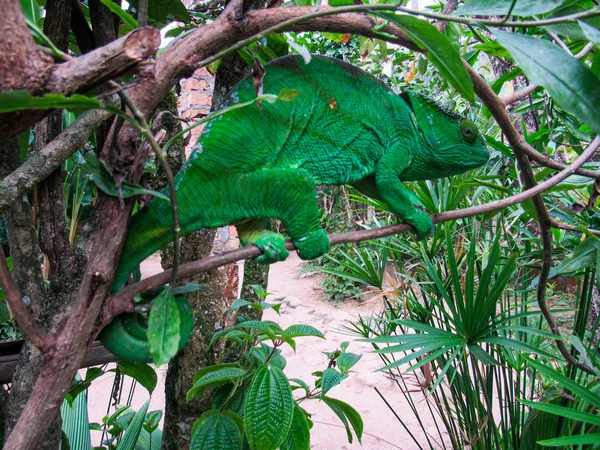 Caméléon Vert Panthère Endémique Réserve Jungle Lokobe Nosy Madagascar — Photo