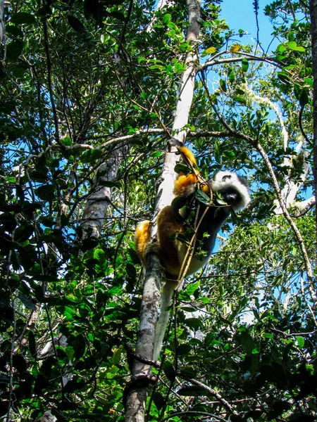 Ring Achtervolgd Maki Hun Natuurlijke Groene Habitat Madagaskar — Stockfoto