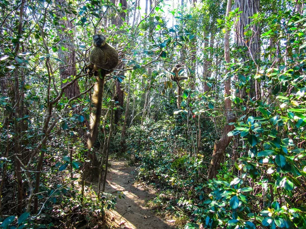 Madagaskar Daki Ranomafana Ulusal Parkı Ndaki Ormanda Doğal Sonbahar Mevsiminde — Stok fotoğraf