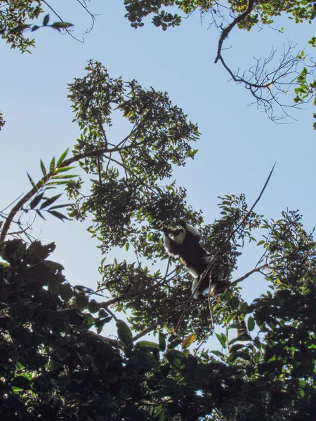 Lémurien Queue Cerclée Sur Branche Arbre Son Habitat Naturel Madagascar — Photo