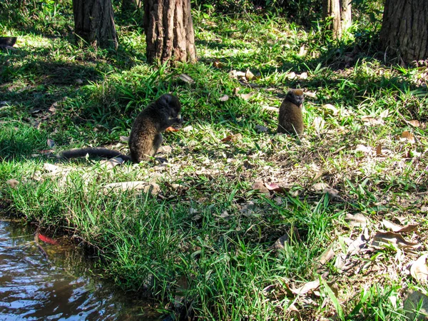 Ringschwanzmaki Ihrem Natürlichen Grünen Lebensraum Madagaskar — Stockfoto