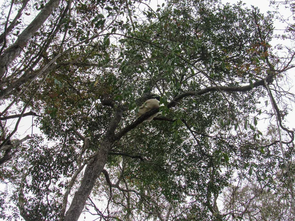 Lemur Cola Anillada Hábitat Verde Natural Madagascar — Foto de Stock