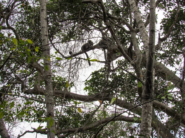 Lemur Cola Anillada Hábitat Verde Natural Madagascar — Foto de Stock
