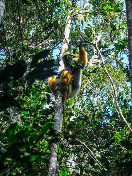 Ringelschwanzmaki Sitzt Regenwald Von Madagaskar Zwischen Ästen — Stockfoto