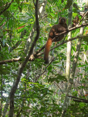 Madagaskar yağmur ormanlarında ağaç dalları arasında oturan halka kuyruklu lemur.