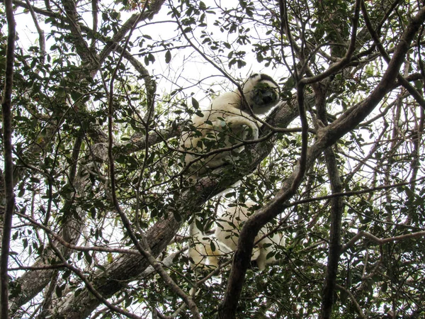 Lémur Cola Anillada Sentado Entre Ramas Árboles Selva Tropical Madagascar — Foto de Stock