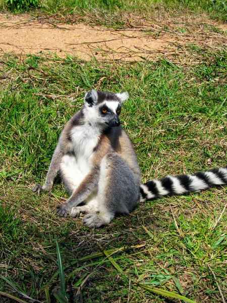 Lemur Białogłowy Siedzący Między Gałęziami Drzew Lesie Deszczowym Madagaskarze — Zdjęcie stockowe