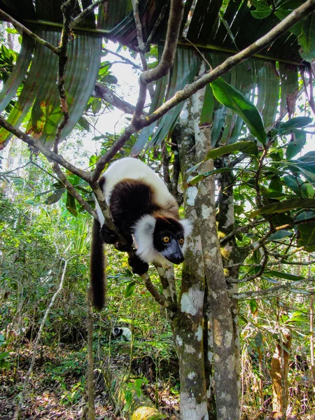 Ringstaartmaki Tussen Boomtakken Het Regenwoud Madagaskar — Stockfoto