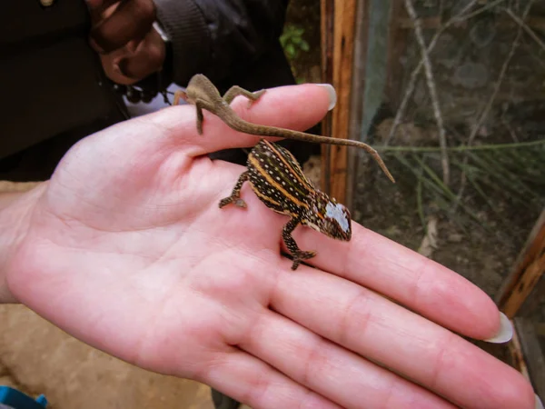 Маленькая Ящерица Рукой Природном Парке Мадагаскаре — стоковое фото