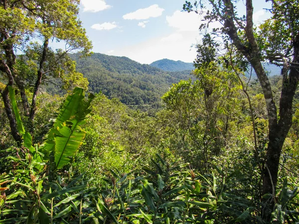 Habitat Naturale Verde Fiume Tsiribihina Madagascar — Foto Stock