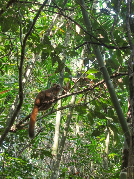 Lemure Coda Anello Seduto Tra Rami Degli Alberi Nella Foresta — Foto Stock