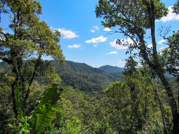 Green Natural Habitat Tsiribihina River Madagascar — Stock Photo, Image