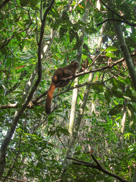 Ring Tailed Lemur Sitting Tree Branches Rainforest Madagascar — Stock Photo, Image