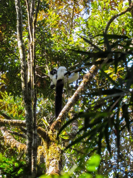 Lémur Cola Anillada Sentado Entre Ramas Árboles Selva Tropical Madagascar — Foto de Stock