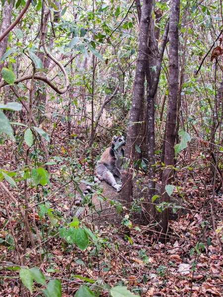 Lémurien Queue Cerclée Assis Entre Les Branches Arbres Dans Forêt — Photo
