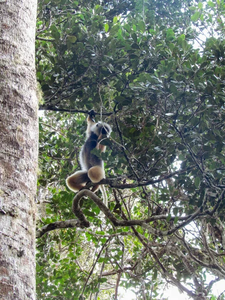 Λέμουρος Ουρά Ανάμεσα Κλαδιά Δέντρων Στο Τροπικό Δάσος Της Μαδαγασκάρης — Φωτογραφία Αρχείου