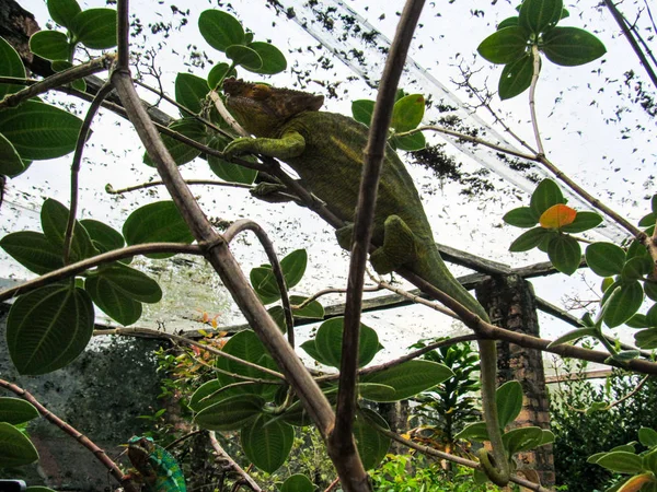 Madagascar Camaleón Verde Pantera Endémica Selva Reserva Lokobe Nosy Madagascar —  Fotos de Stock