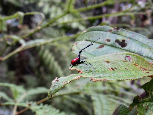 Madagaskar, Andasibe Mantadia Ulusal Parkı 'ndaki yeşil yaprak üzerinde zürafa (Trachelophorus züraffa).