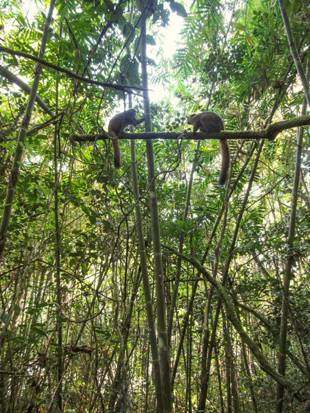 Lemur Cola Anillada Hábitat Verde Natural Madagascar — Foto de Stock