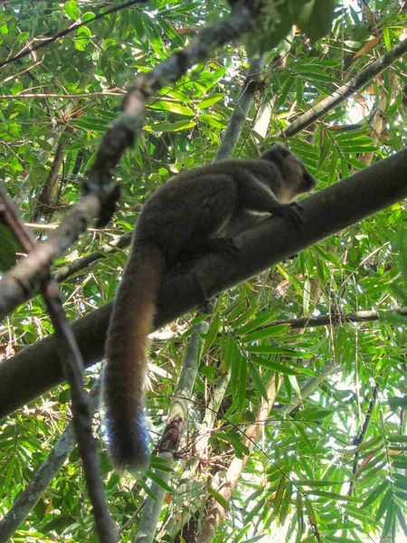 Ringen Tailed Lemur Deras Naturliga Gröna Livsmiljö Madagaskar — Stockfoto