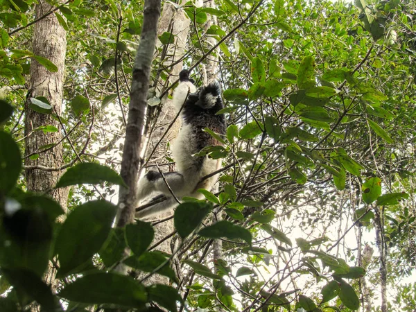 Lémurien Queue Cerclée Assis Entre Les Branches Arbres Dans Forêt — Photo