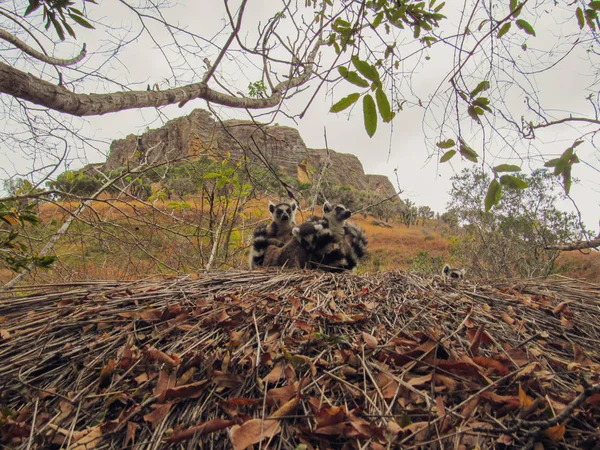 Lémurien Queue Cerclée Dans Leur Habitat Vert Naturel Madagascar — Photo