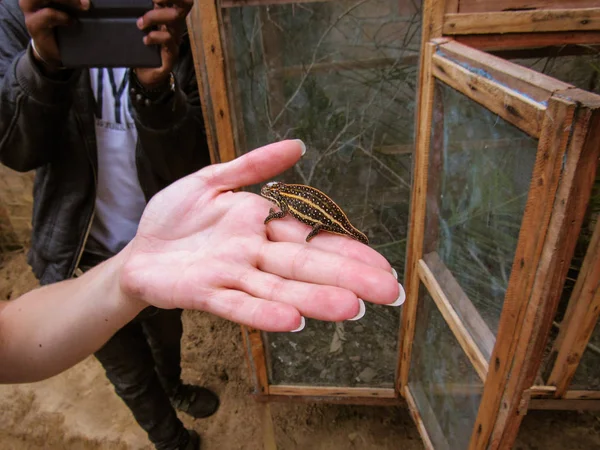 Pequeno Lagarto Gecko Mão Parque Natural Madagáscar — Fotografia de Stock