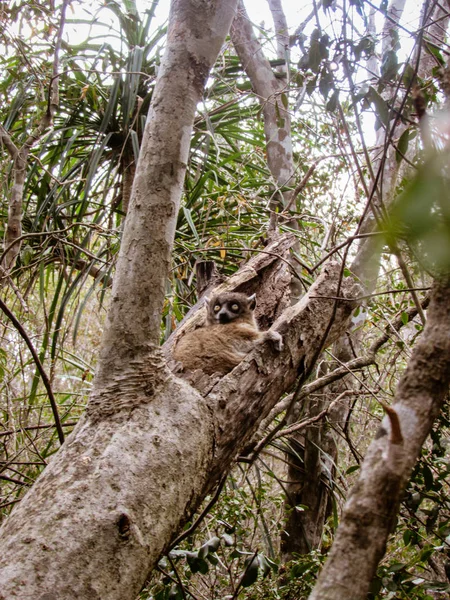 마다가스카르의 우림에 나뭇가지 사이에 꼬리달린 — 스톡 사진
