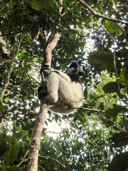 Lémure Cauda Anelada Sentado Entre Galhos Árvores Floresta Tropical Madagáscar — Fotografia de Stock