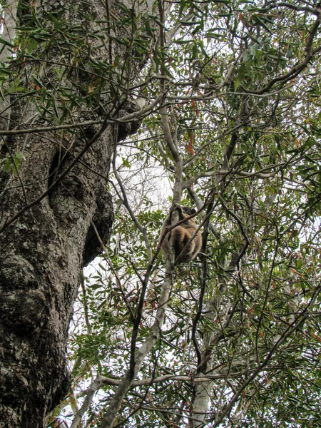 Lémur Cola Anillada Sentado Entre Ramas Árboles Selva Tropical Madagascar — Foto de Stock