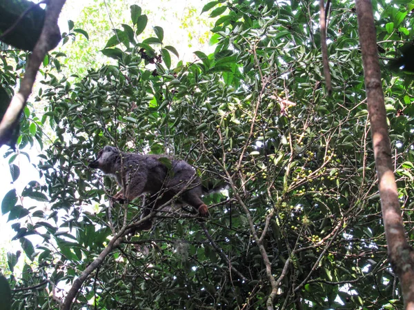 Ringelschwanzmaki Sitzt Regenwald Von Madagaskar Zwischen Ästen — Stockfoto